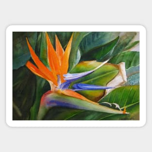 Bird of Paradise Sticker